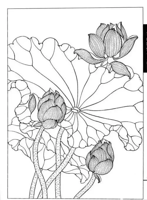 书画鉴赏丨工笔画白描线描荷花