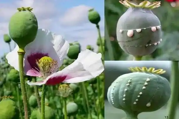 小学生发现罂粟求表扬民警安排