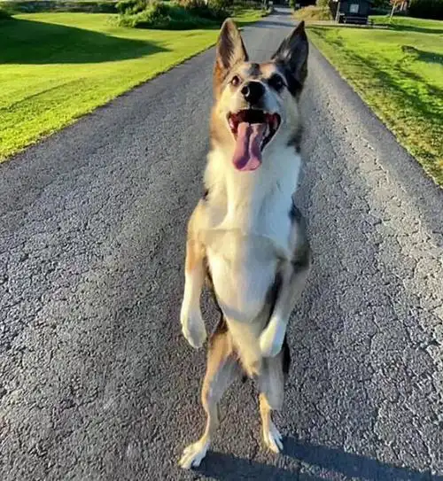 挪威这只狗狗可像人一般直立行走