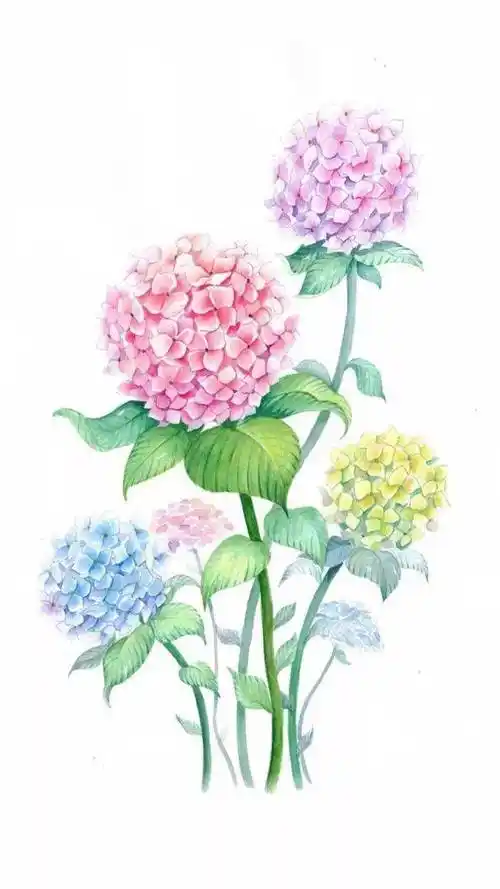 清新淡雅立体水彩绣球花手绘及步骤解析