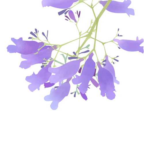 第六届中国·昆明蓝花楹文化艺术节将启幕,20余场主题活动带您体验