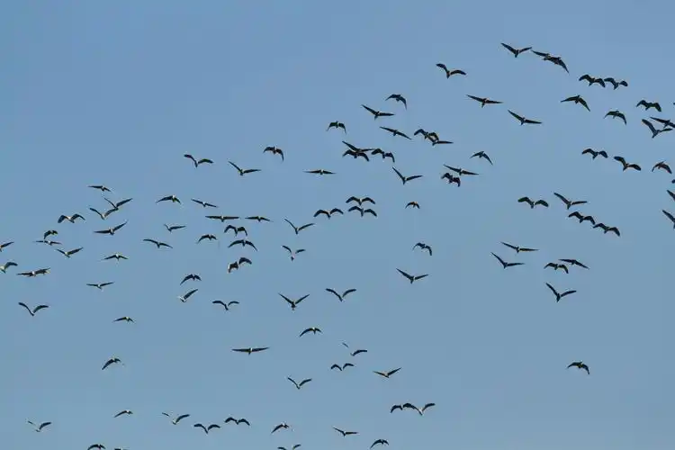 上元灯会精彩纷呈 古都开封水泄不通