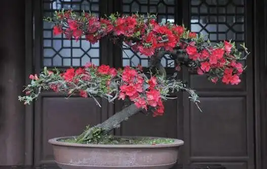 海棠树的风水禁忌.不宜放在庭院中央/窗前(影响运势)