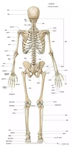 人体骨骼系统图