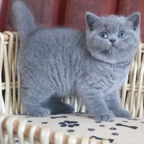 纯种蓝猫幼猫包子脸英国短毛矮脚猫活体宠物猫咪幼崽英短猫蓝白猫