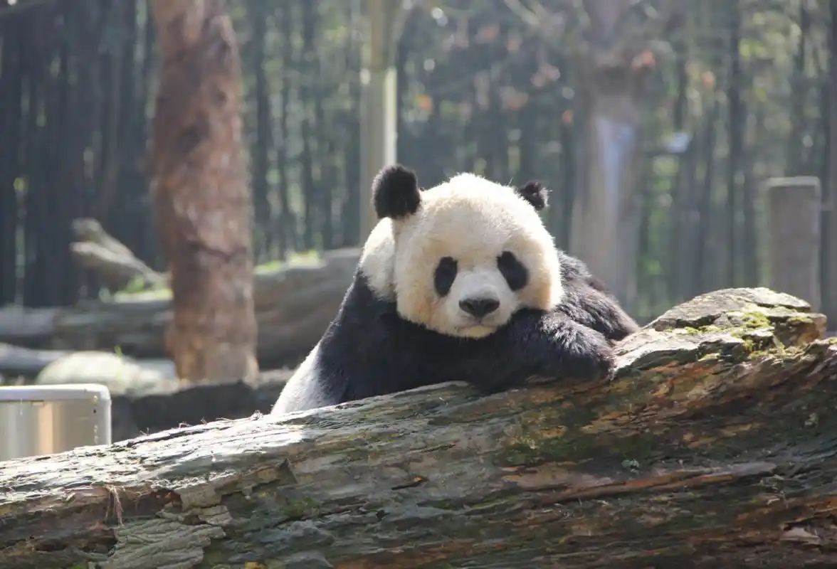 哎呀!大熊猫珍珍和高高都萌萌哒,奶起来!