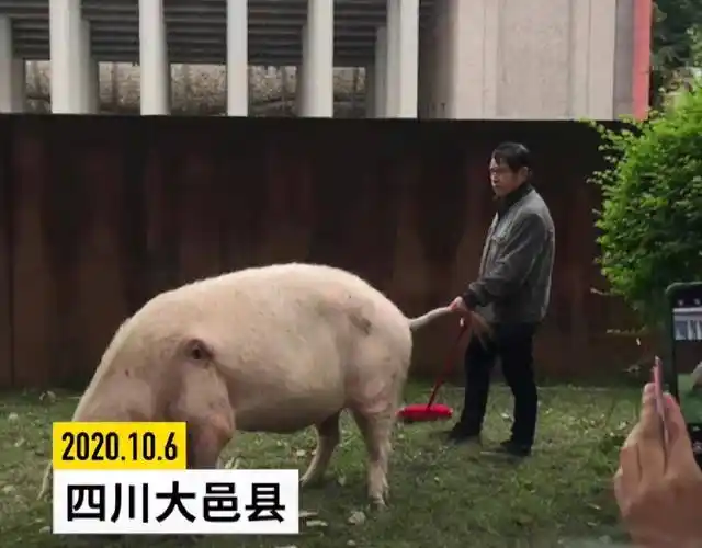 汶川地震中幸存的"猪坚强"已达高龄,我却看到可悲的一幕