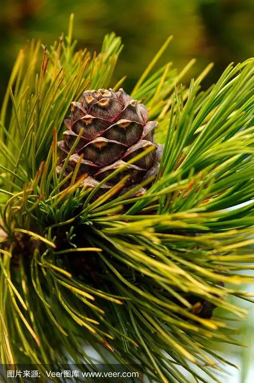 树枝上的雪松松果.照片的