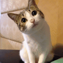 220_220gif 动态图 动图