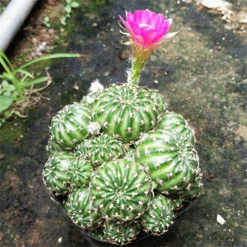 仙人球多头群生【阳春玉】阳春丸易开花美观办公室 吸甲醛防辐射