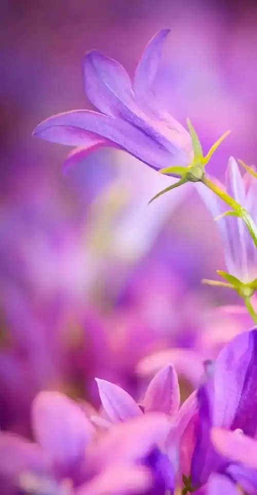 植物花卉高清壁纸护眼唯美小清新挺养眼的