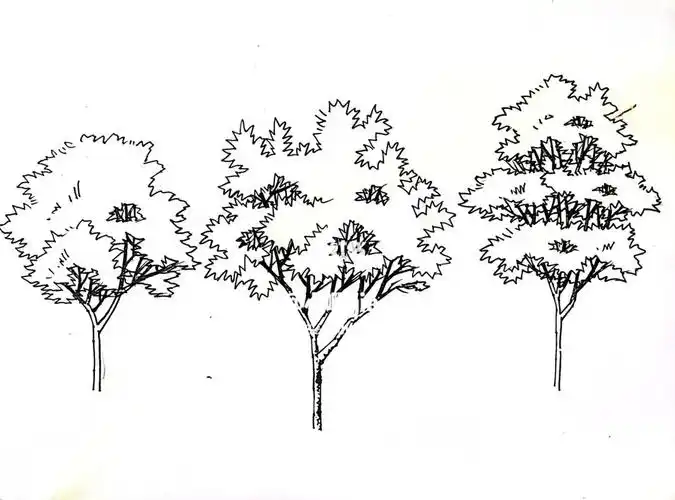 我不允许还有人不会画树[doge][doge]#景观快题  #景观手绘  #快题