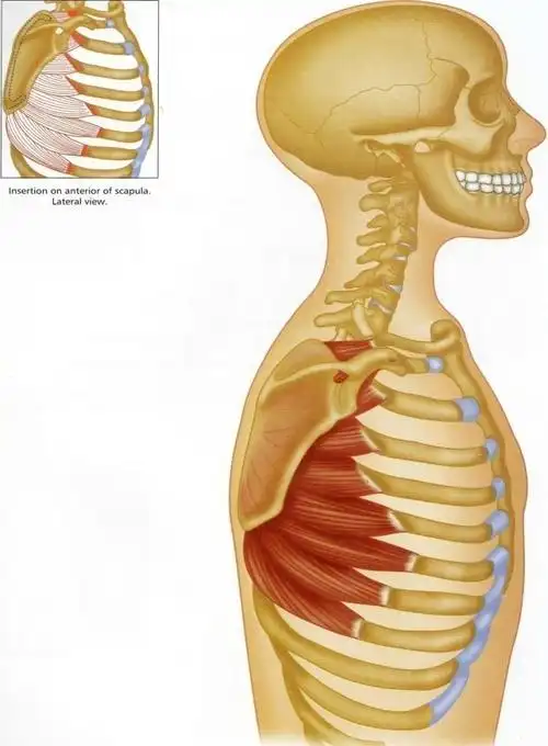 serratusanterior前锯肌