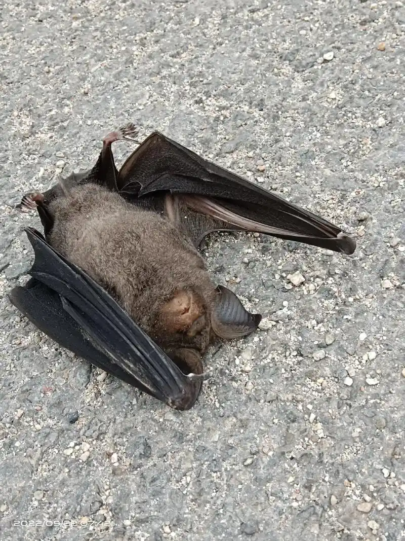 死鸟拍摄科普蝙蝠图片 - 抖音