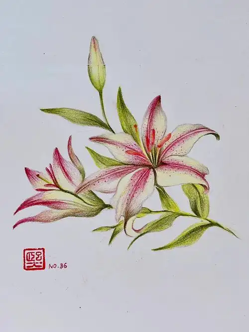 彩铅画百合附详细步骤图色号
