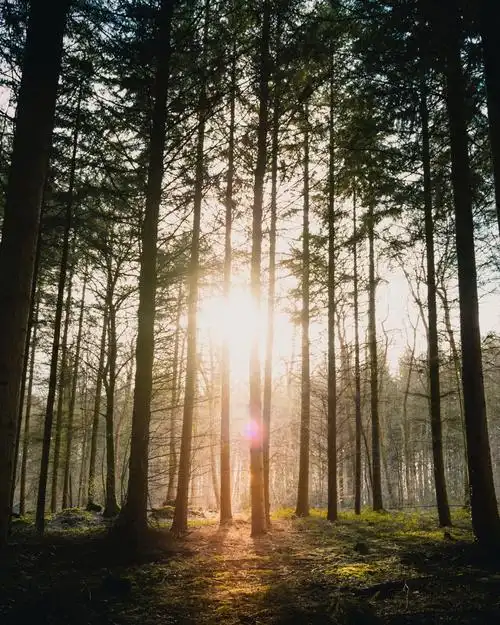 唯美树林逆光摄影图