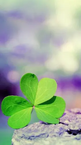 小清新唯美幸运三叶草绿色护眼手机壁纸