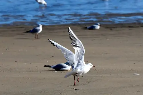银滩海边的海鸥 - 美篇