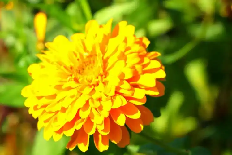 风景花草照18.11.12整理 一>