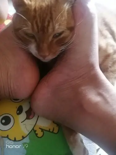 主人的脚丫子好臭啊!