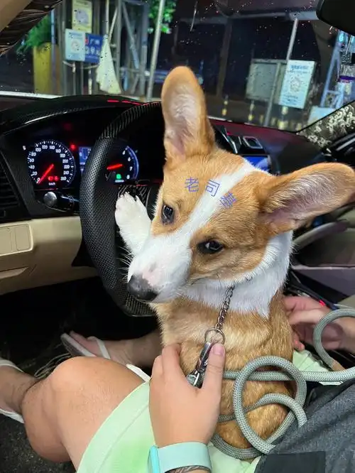 柯基日常开车系列丰田锐志篇