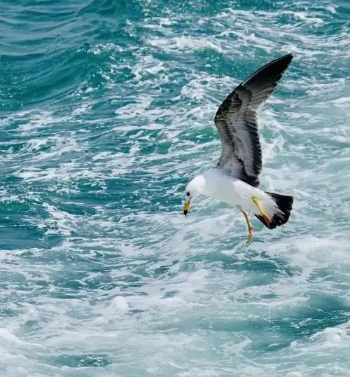 摄影欣赏海鸥与大海
