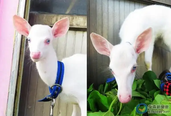 绿岛发现罕见「白色梅花鹿」 还有著大海般深邃蓝眼珠