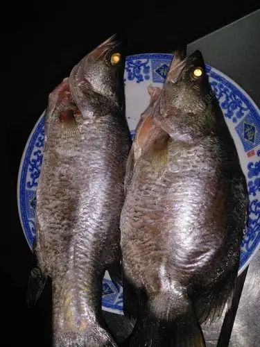 这是什么鱼?另外请教暗丁的吃法?昨天钓了好多暗丁,大条有半斤重.