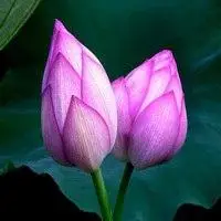 好看的花的图片 淡雅唯美_微信头像图片大全