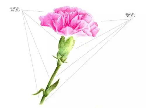 教程| 超级详细的康乃馨小教程