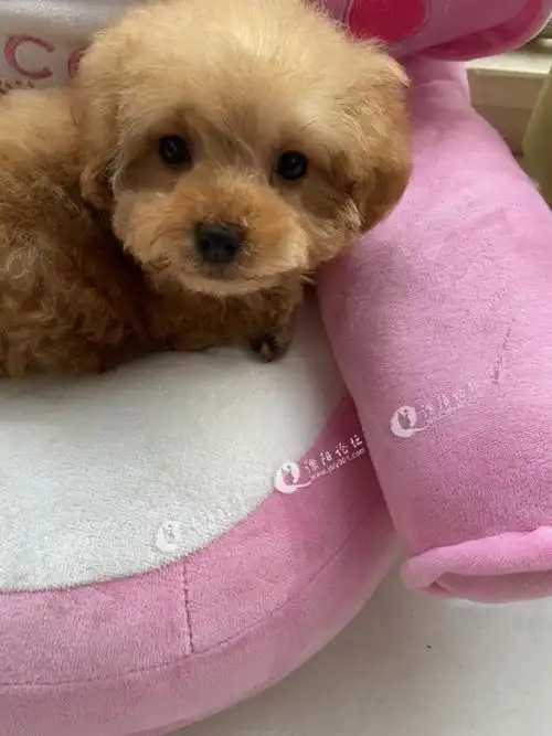 母泰迪,三个月,已打过疫苗,送狗粮,还有两针疫苗