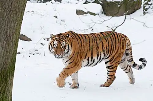 东北虎图片_图片大全