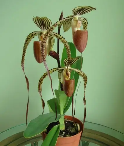 开放的长瓣兜兰