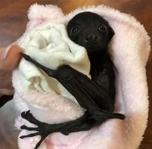 蝙蝠救援组织发布了可爱的蝙蝠照片,以展示它们实际上是多么无害