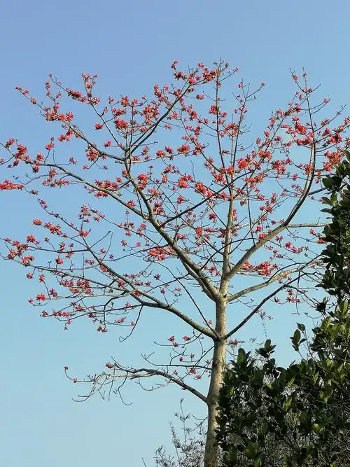 木棉花