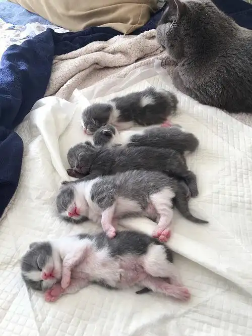 小奶猫真是超萌超赞超有爱  海量萌照来袭 哇哈哈哈 宝宝刚出生的时候