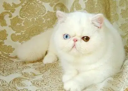 鸳鸯眼波斯猫真的好美,一双眼睛可勾魂了