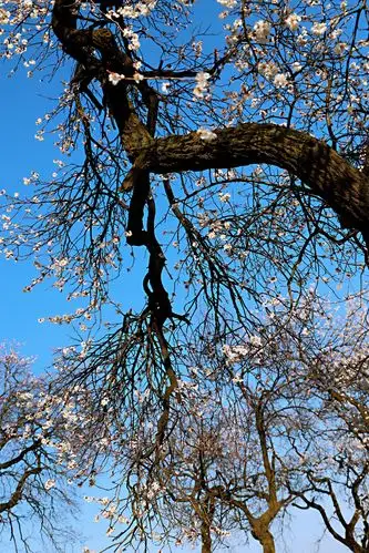 灵宝北沟:百年古杏林 满树杏花香