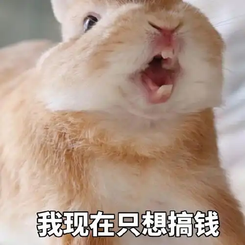 萌宠兔子我现在只想搞钱上班呆萌可爱gif动图_动态图_表情包下载_soo