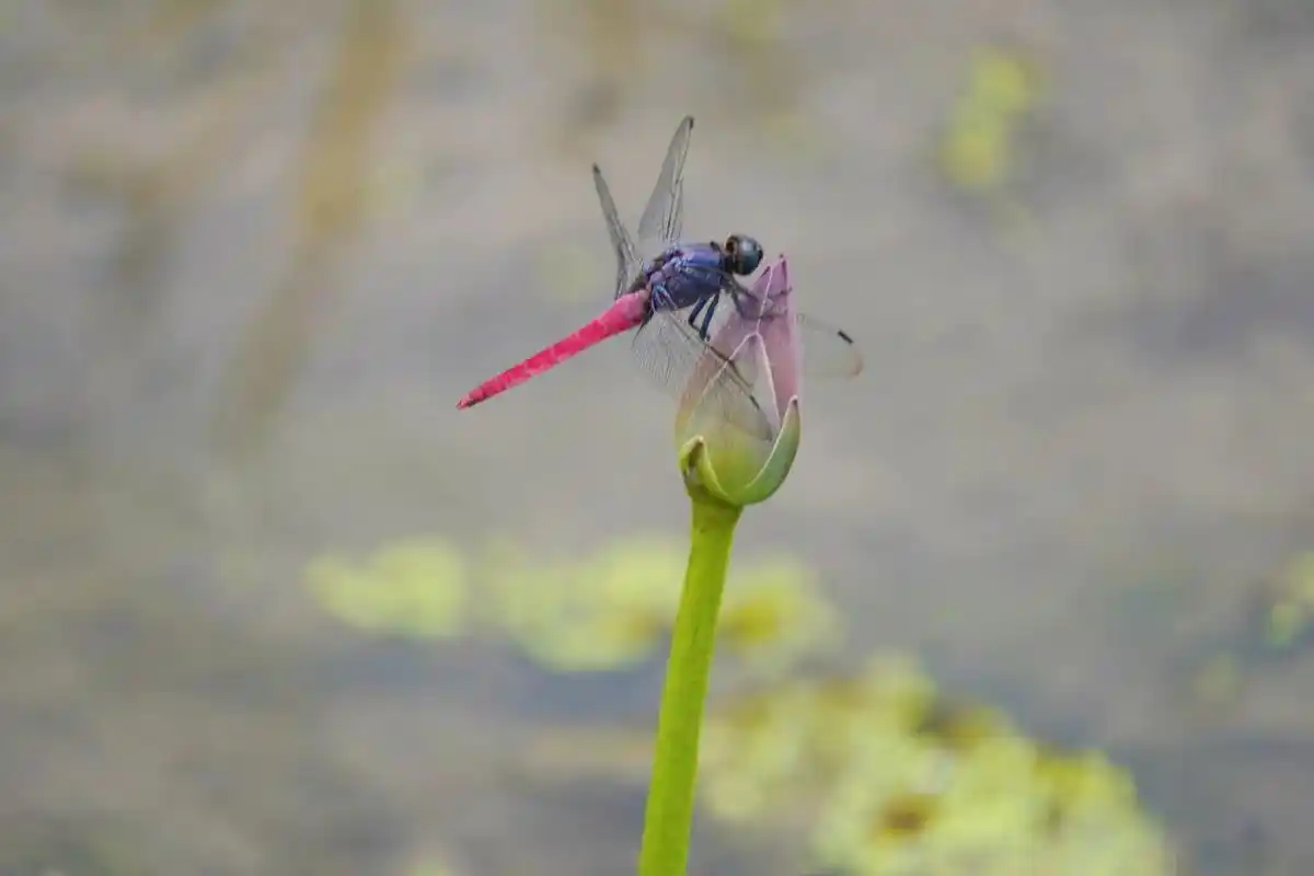 小荷才露尖尖角,早有蜻蜓立上头