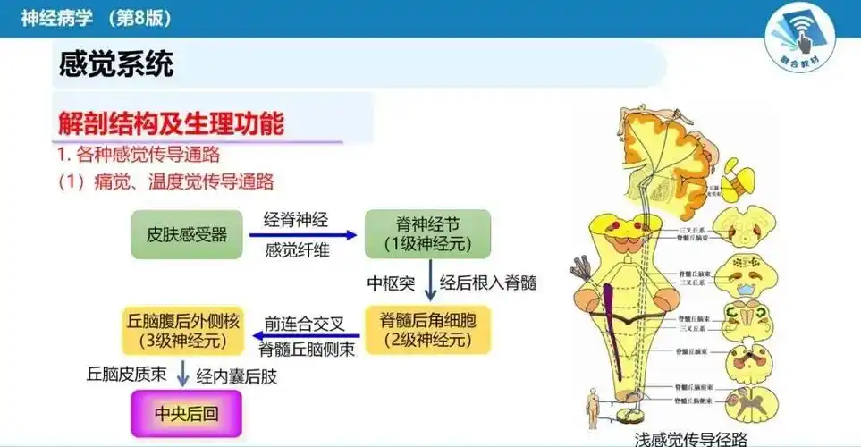 肌肉运动系统感觉系统和反射神经系统的解剖生理及病损的定位诊断四