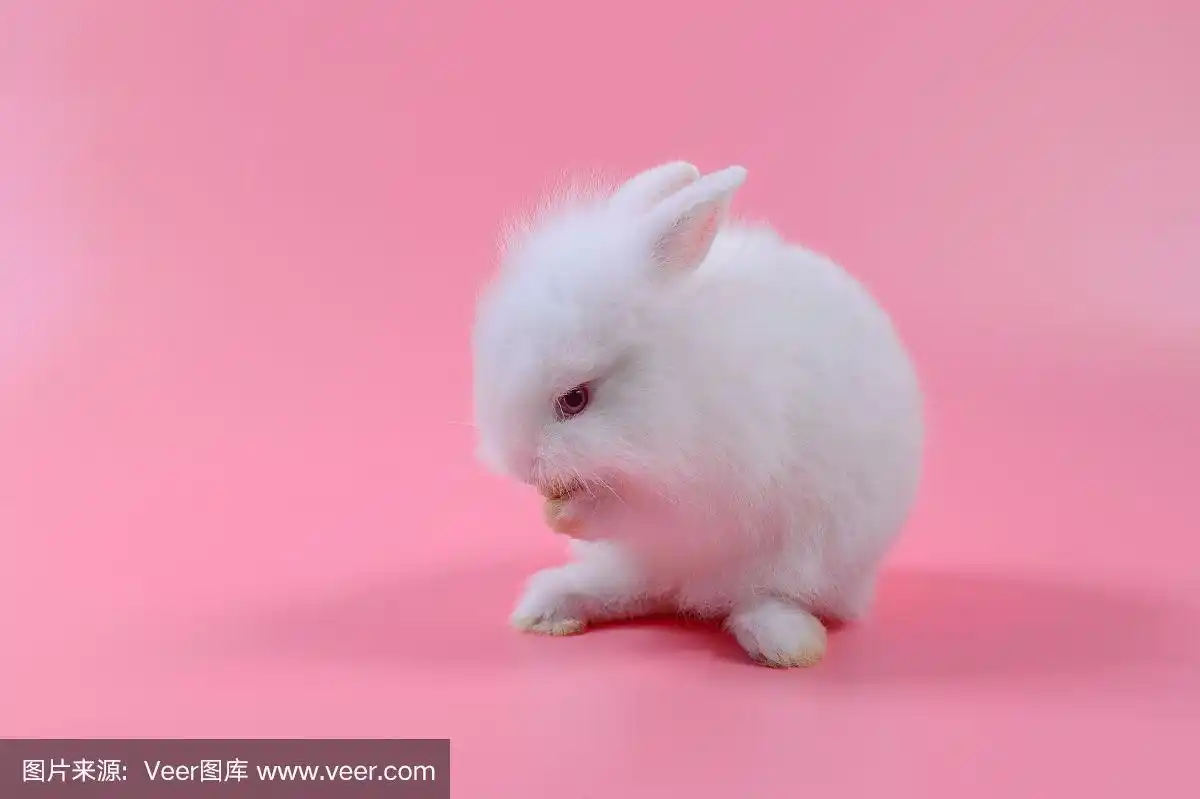 白色毛茸茸的兔子在粉红色的背景,故事为花花公子,兔子可以一直繁殖.