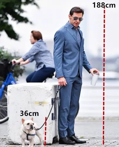 ae大概测算了一个小斗牛的身高,根据和狼叔的身高比例来说,应该是1:5.