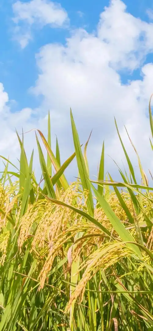 蓝天白云和稻穗秋收风景手机壁纸