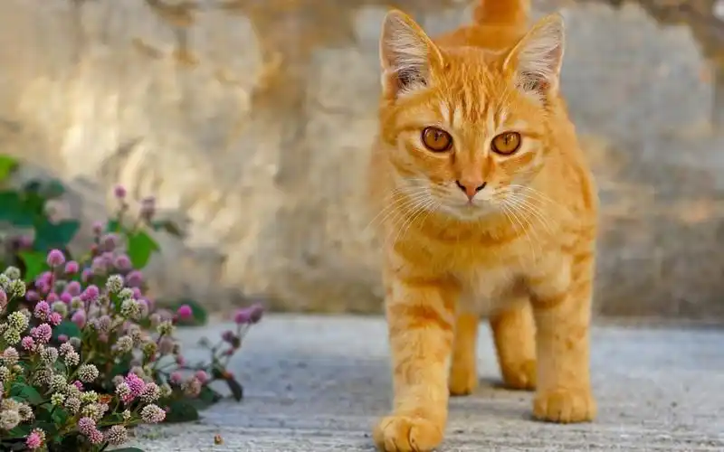 可爱黄色花纹短毛猫图片
