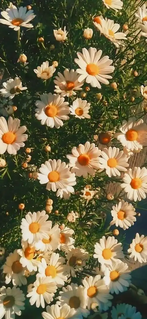 治愈系天空 花朵