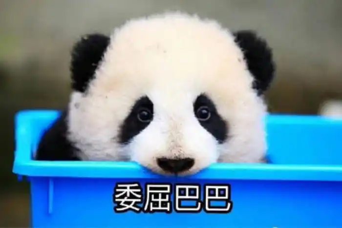 委屈的图片(委屈的表情包合集|)