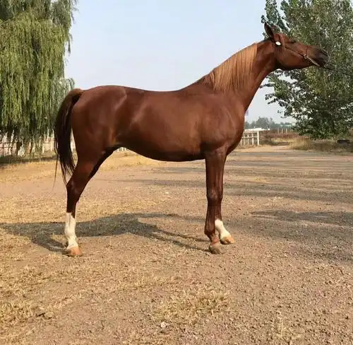 供应半血马厂家