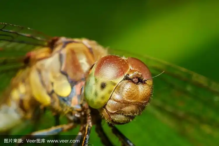 蜻蜓,自然,草地,野生动物,动物嘴