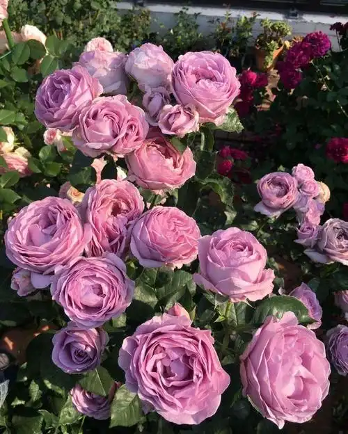 和大家分享下,地栽我不选蓝色风暴月季的原因:不耐热,长势弱等